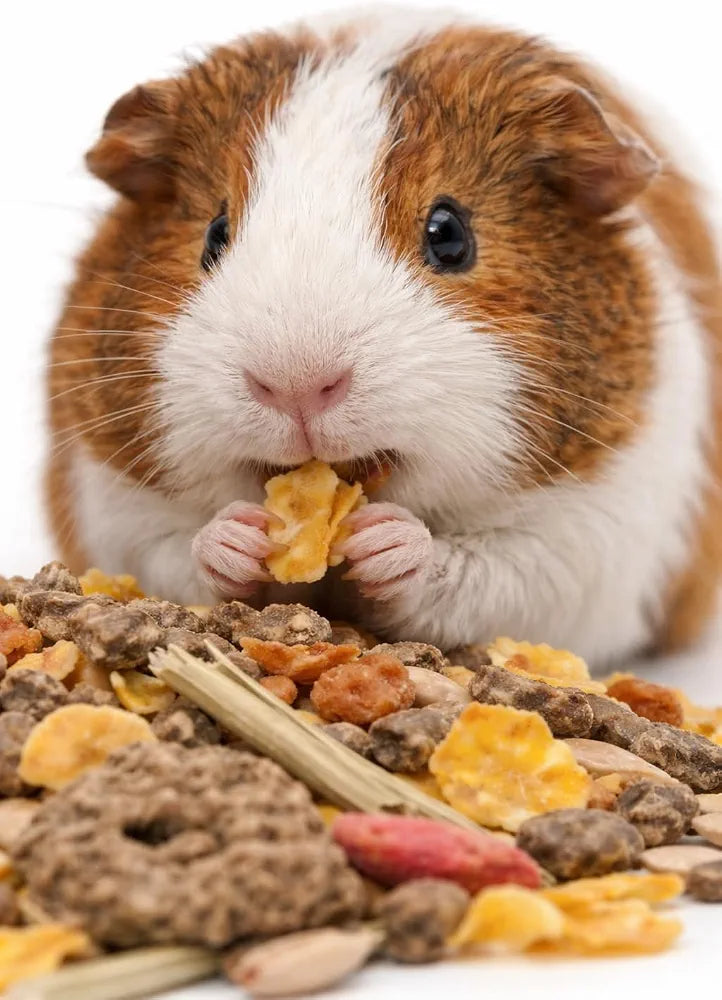 Versele-Laga Crispy Muesli Guinea Pig | 1kg | Supplementary Food for Guinea Pigs | With Vitamin C