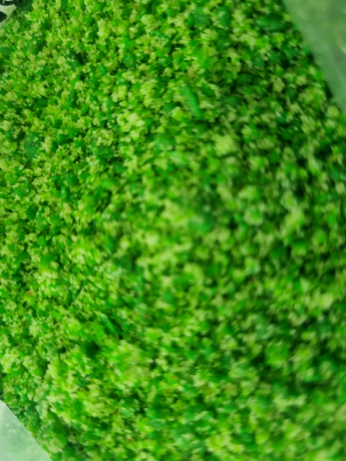 Vegetables paté 100g