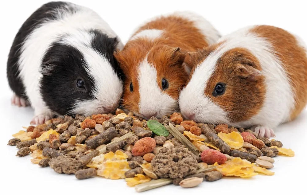 Versele-Laga Crispy Muesli Guinea Pig | 1kg | Supplementary Food for Guinea Pigs | With Vitamin C